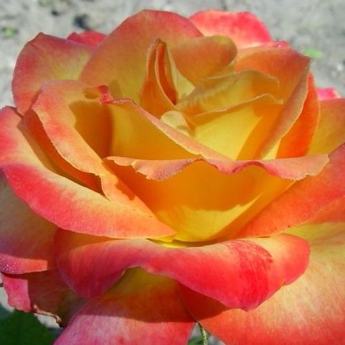 Rosso vivace, il rovescio del petalo è giallo vivace - rose floribunde